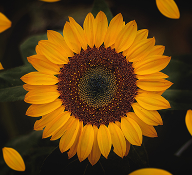 Sonnenblumenstammextrakt Der Sonnenblumenstiel hält einen sehr schweren Blüten-/Fruchtteller im Verhältnis zu seinem Gewicht, ohne zu brechen, und ist auch so flexibel, dass er der Richtung der Sonne folgen kann und die Zellen bei all diesen Prozessen nicht beschädigt werden. Die Substanz, die Sonnenblumenstämmen diese Elastizität verleiht, ist Auxin.